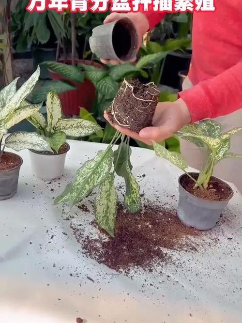 万年青的繁殖方法？万年青的繁殖方法是什么?？-第7张图片-优品飞百科