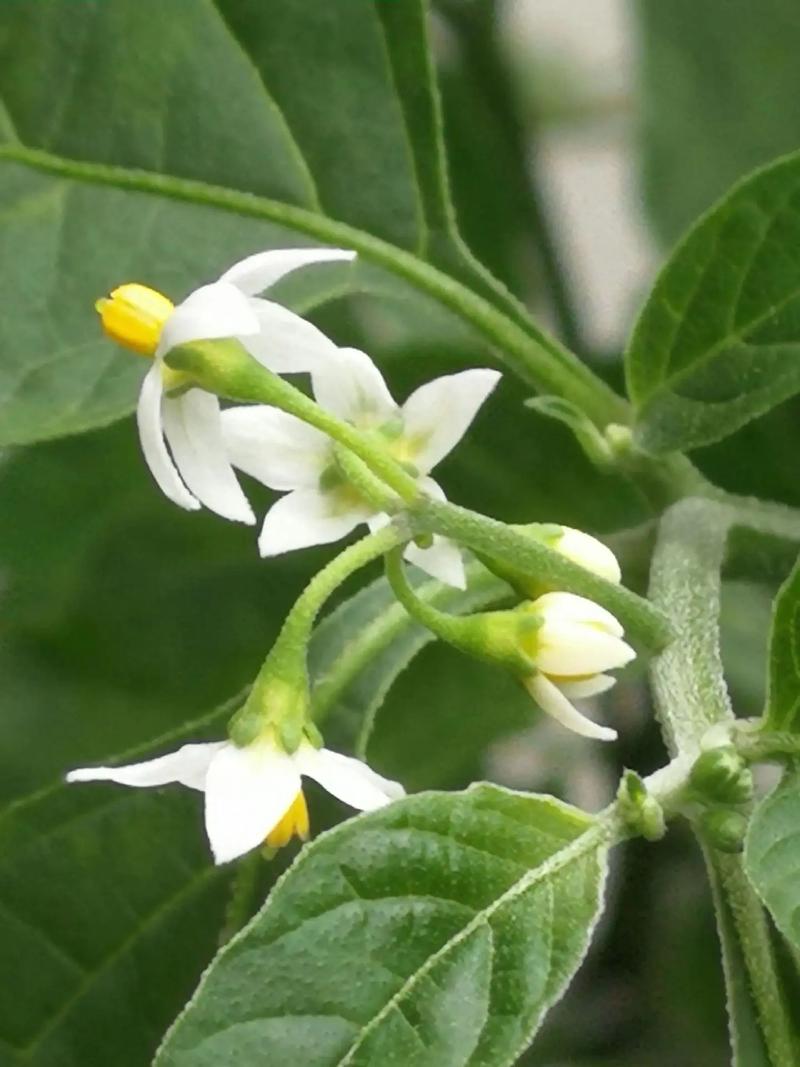 少花龙葵的养殖方法？少花龙葵的养殖方法视频？