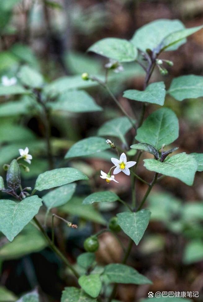 少花龙葵的养殖方法？少花龙葵的养殖方法视频？-第2张图片-优品飞百科