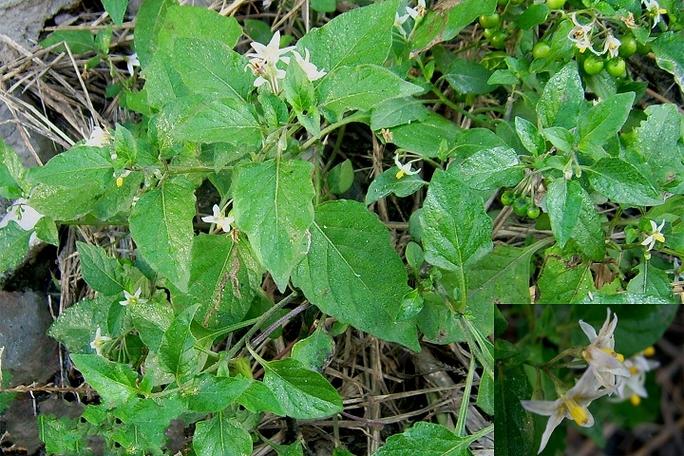 少花龙葵的养殖方法？少花龙葵的养殖方法视频？-第3张图片-优品飞百科