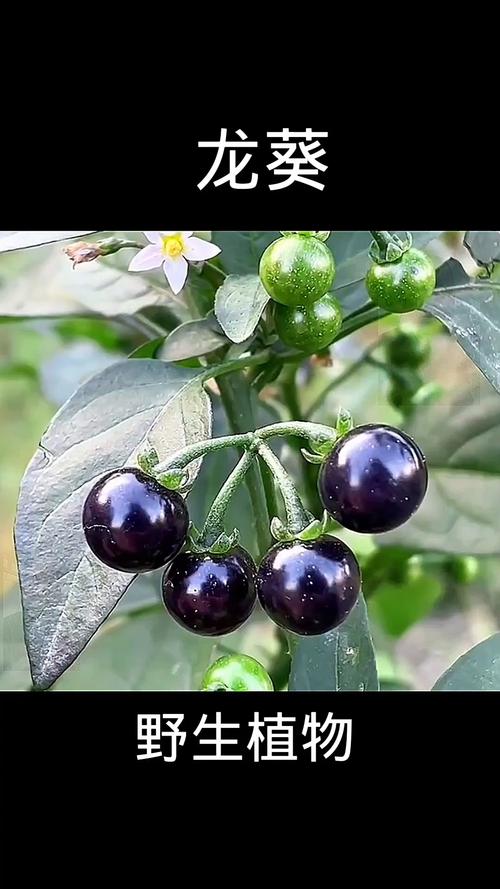 少花龙葵的养殖方法？少花龙葵的养殖方法视频？-第4张图片-优品飞百科