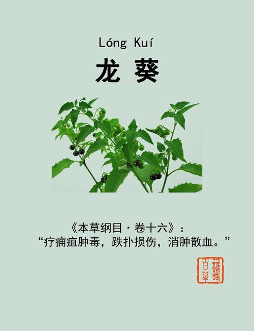 少花龙葵的养殖方法？少花龙葵的养殖方法视频？-第5张图片-优品飞百科