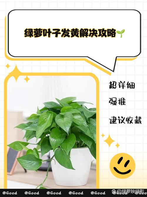 水培绿萝叶片发黄怎么办，水培绿萝叶片发黄怎么办视频？