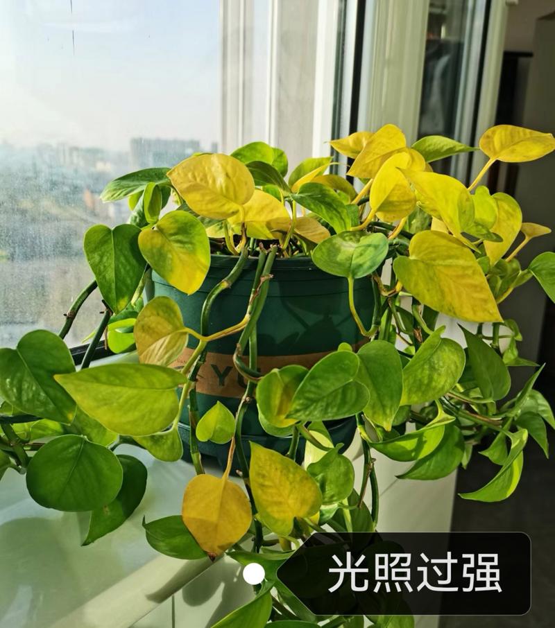 水培绿萝叶片发黄怎么办，水培绿萝叶片发黄怎么办视频？-第2张图片-优品飞百科