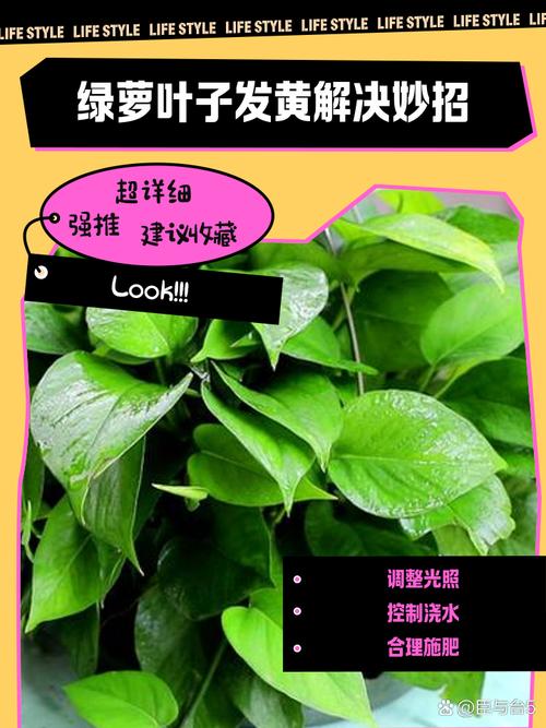 水培绿萝叶片发黄怎么办，水培绿萝叶片发黄怎么办视频？-第3张图片-优品飞百科