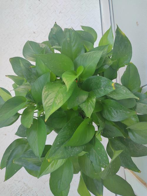 水培绿萝叶片发黄怎么办，水培绿萝叶片发黄怎么办视频？-第4张图片-优品飞百科