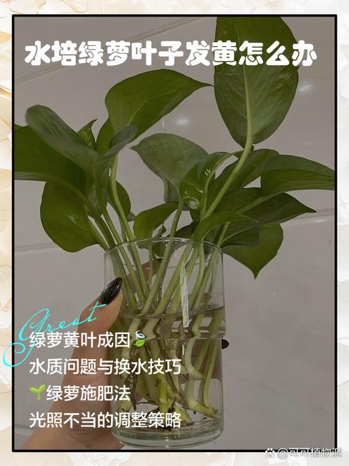 水培绿萝叶片发黄怎么办，水培绿萝叶片发黄怎么办视频？-第5张图片-优品飞百科