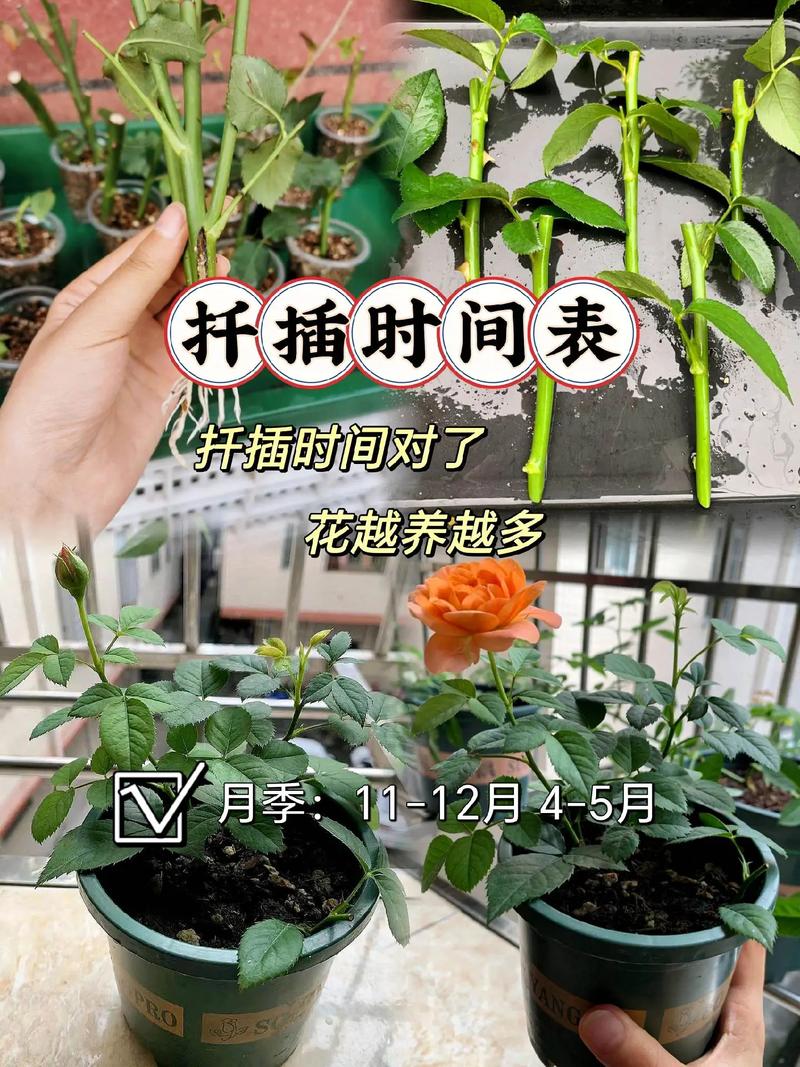 海仙花怎么繁殖，海仙花怎么繁殖方法-第4张图片-优品飞百科