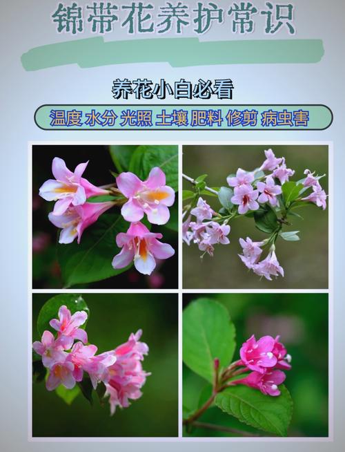 海仙花怎么繁殖，海仙花怎么繁殖方法-第5张图片-优品飞百科