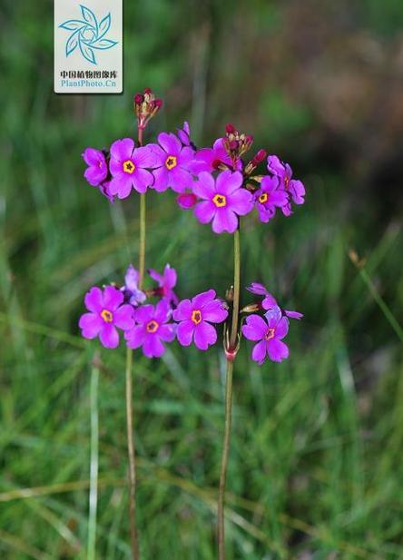 海仙花怎么繁殖，海仙花怎么繁殖方法-第7张图片-优品飞百科