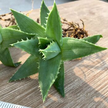 多叶芦荟怎么繁殖，多叶芦荟图片大全？