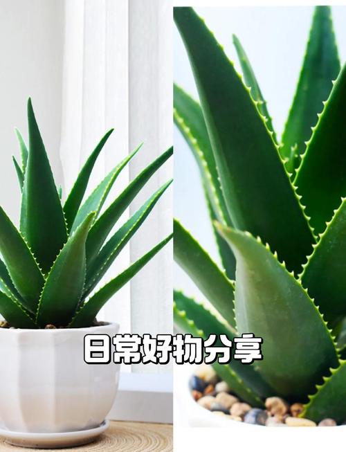 多叶芦荟怎么繁殖，多叶芦荟图片大全？-第2张图片-优品飞百科