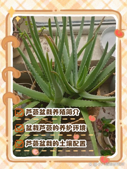 多叶芦荟怎么繁殖，多叶芦荟图片大全？-第3张图片-优品飞百科