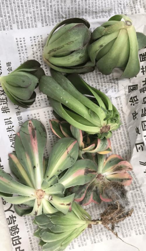 掐根枝裹张纸，掐根是什么意思-第2张图片-优品飞百科