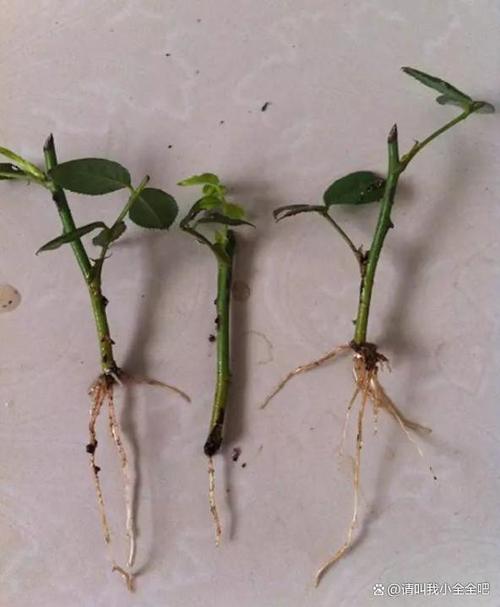 掐根枝裹张纸，掐根是什么意思-第6张图片-优品飞百科