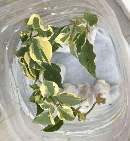 掐根枝裹张纸，掐根是什么意思-第5张图片-优品飞百科