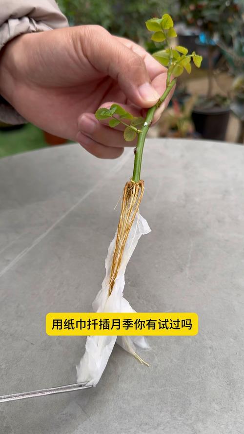 掐根枝裹张纸，掐根是什么意思-第7张图片-优品飞百科