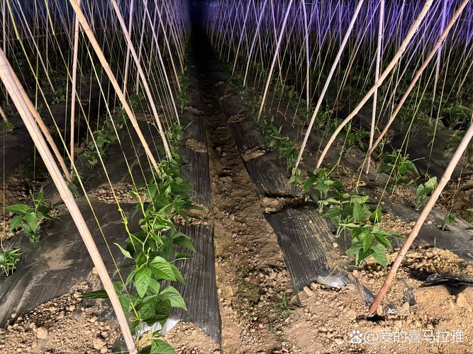 爬山虎一次浇水多少？爬山虎要用多深的盆栽培？