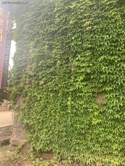 爬山虎一次浇水多少?爬山虎要用多深的盆栽培?-第2张图片-优品飞百科 爬山虎一次浇水多少?爬山虎要用多深的盆栽培?-第2张图片-优品飞百科