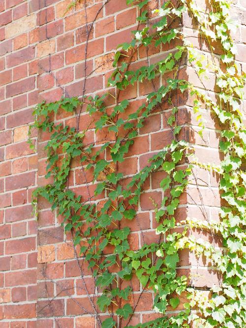 爬山虎一次浇水多少?爬山虎要用多深的盆栽培?-第3张图片-优品飞百科 爬山虎一次浇水多少?爬山虎要用多深的盆栽培?-第3张图片-优品飞百科