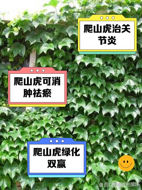 爬山虎一次浇水多少?爬山虎要用多深的盆栽培?-第6张图片-优品飞百科 爬山虎一次浇水多少?爬山虎要用多深的盆栽培?-第6张图片-优品飞百科