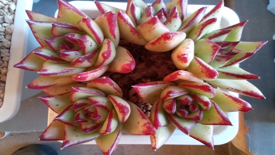 红东云多肉怎么养，红冬云多肉植物怎么养？