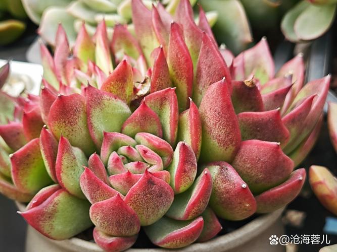 红东云多肉怎么养,红冬云多肉植物怎么养?-第2张图片-优品飞百科 红东云多肉怎么养,红冬云多肉植物怎么养?-第2张图片-优品飞百科