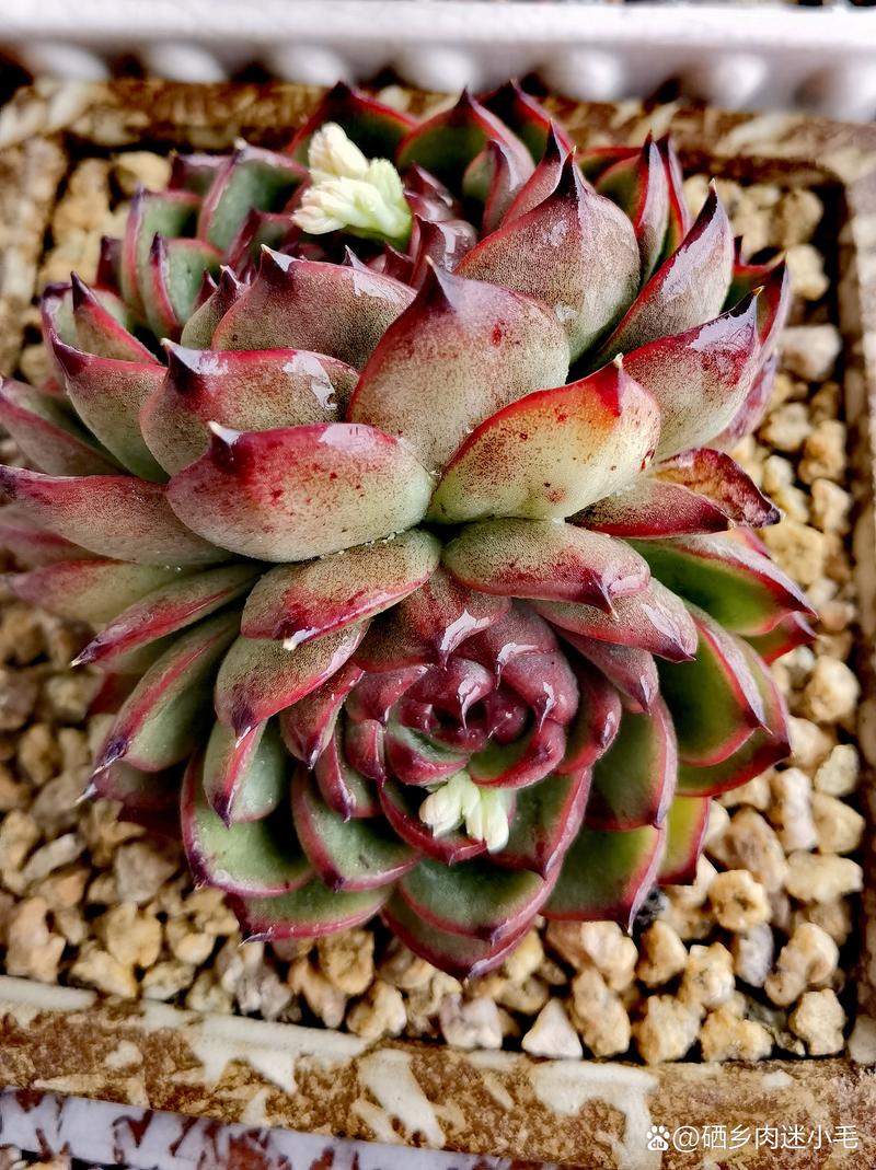 红东云多肉怎么养,红冬云多肉植物怎么养?-第3张图片-优品飞百科 红东云多肉怎么养,红冬云多肉植物怎么养?-第3张图片-优品飞百科