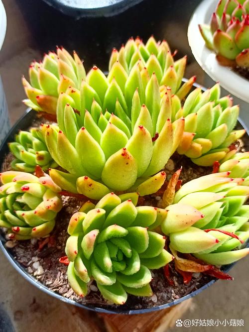 红东云多肉怎么养,红冬云多肉植物怎么养?-第4张图片-优品飞百科 红东云多肉怎么养,红冬云多肉植物怎么养?-第4张图片-优品飞百科