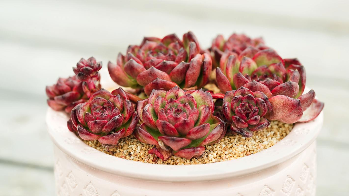 红东云多肉怎么养,红冬云多肉植物怎么养?-第5张图片-优品飞百科 红东云多肉怎么养,红冬云多肉植物怎么养?-第5张图片-优品飞百科