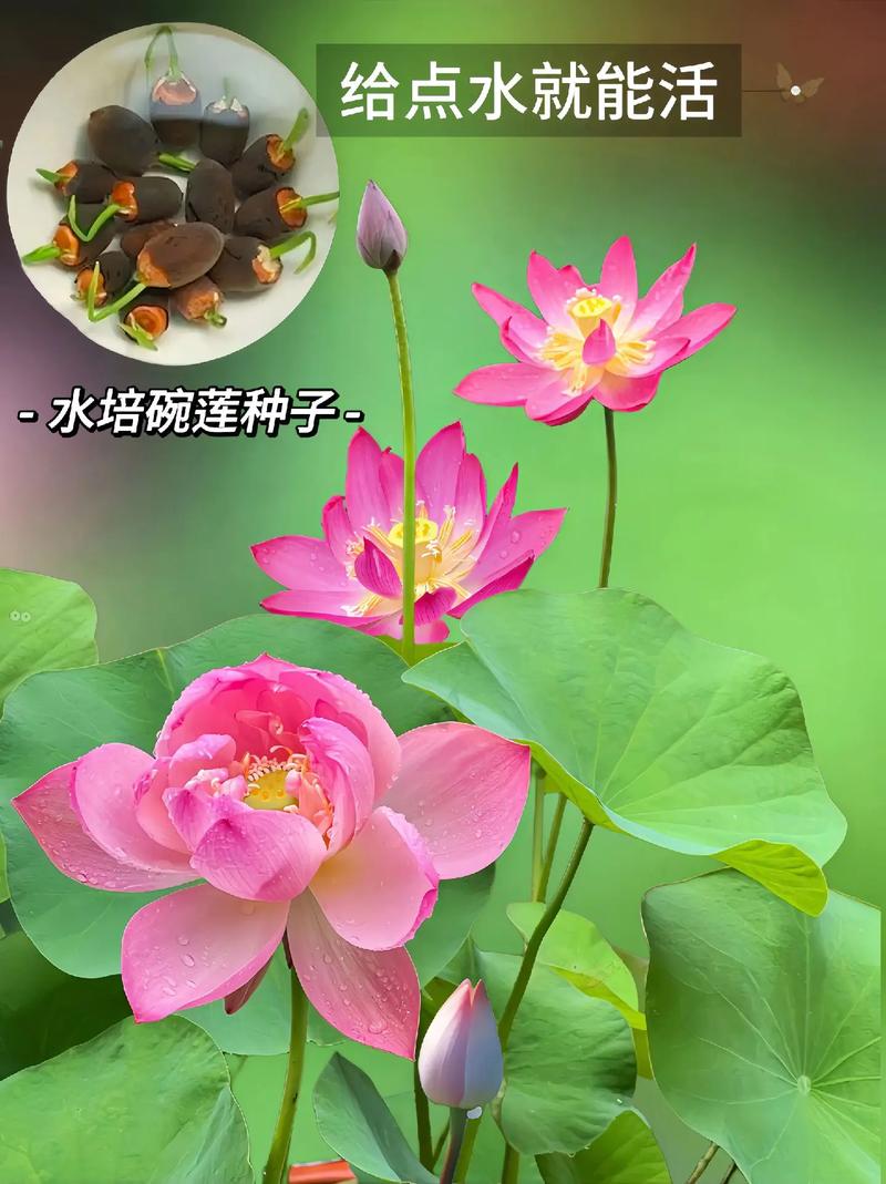 碗莲冬天怎么种,碗莲 冬季-第2张图片-优品飞百科 碗莲冬天怎么种,碗莲 冬季-第2张图片-优品飞百科