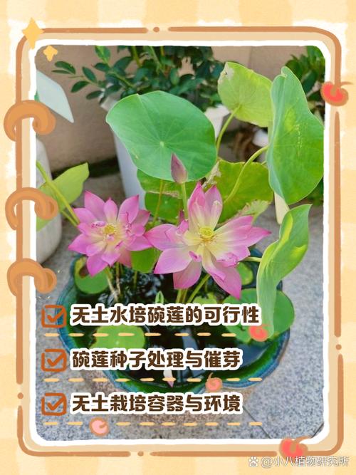 碗莲冬天怎么种,碗莲 冬季-第4张图片-优品飞百科 碗莲冬天怎么种,碗莲 冬季-第4张图片-优品飞百科