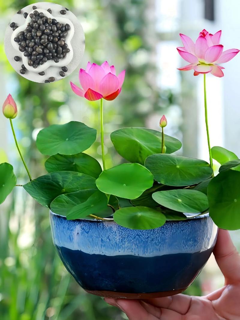 碗莲冬天怎么种,碗莲 冬季-第5张图片-优品飞百科 碗莲冬天怎么种,碗莲 冬季-第5张图片-优品飞百科