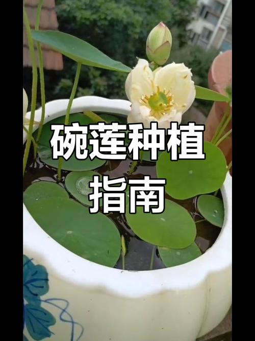 碗莲冬天怎么种,碗莲 冬季-第6张图片-优品飞百科 碗莲冬天怎么种,碗莲 冬季-第6张图片-优品飞百科
