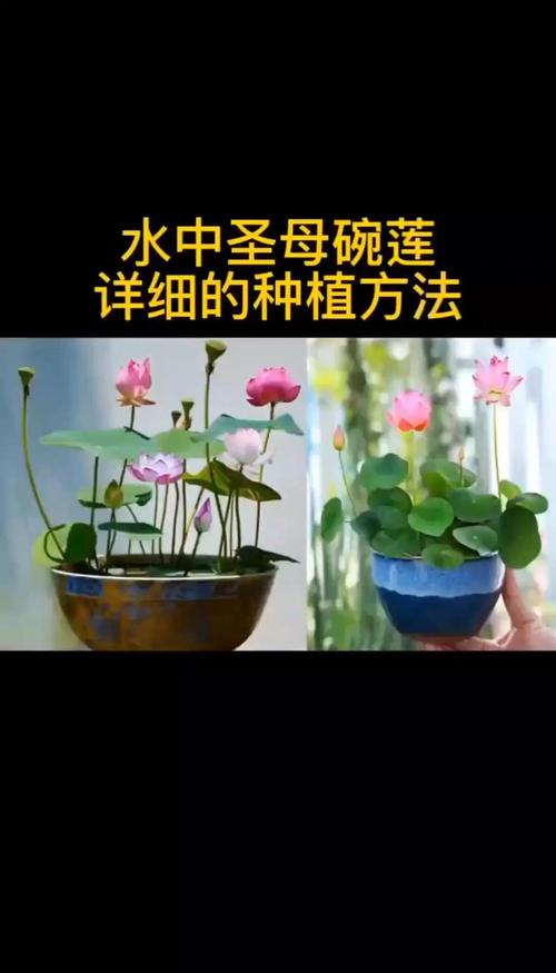 碗莲冬天怎么种,碗莲 冬季-第7张图片-优品飞百科 碗莲冬天怎么种,碗莲 冬季-第7张图片-优品飞百科