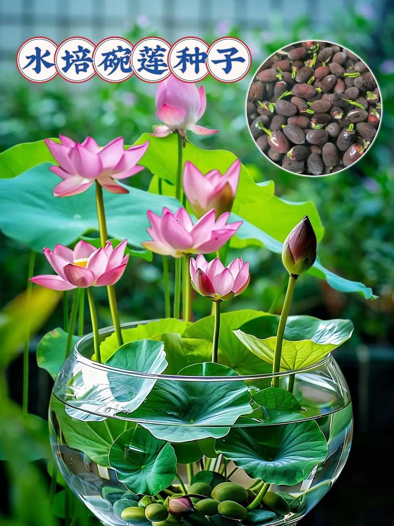 碗莲冬天怎么种,碗莲 冬季-第8张图片-优品飞百科 碗莲冬天怎么种,碗莲 冬季-第8张图片-优品飞百科