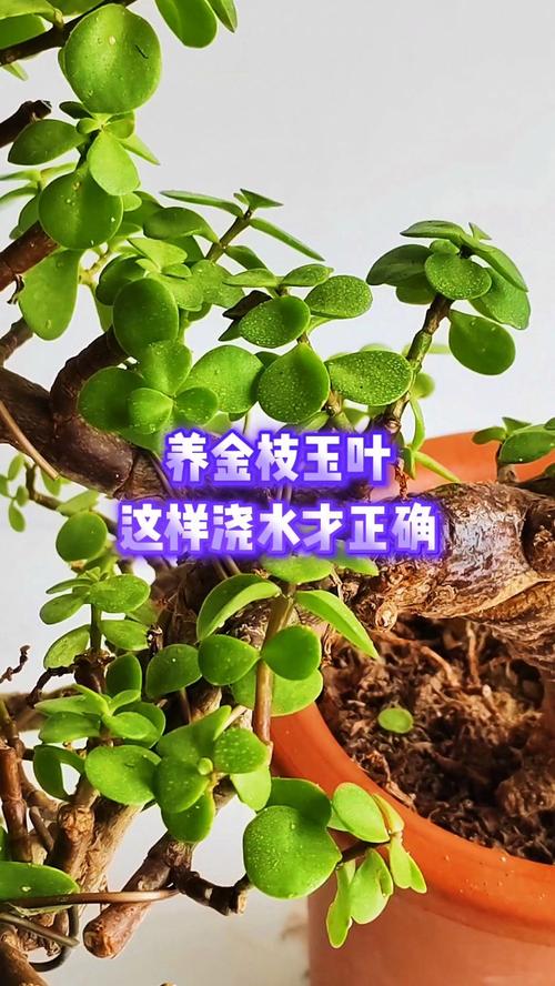 金枝玉叶喜欢水吗？金枝玉叶喜欢阳光吗?？