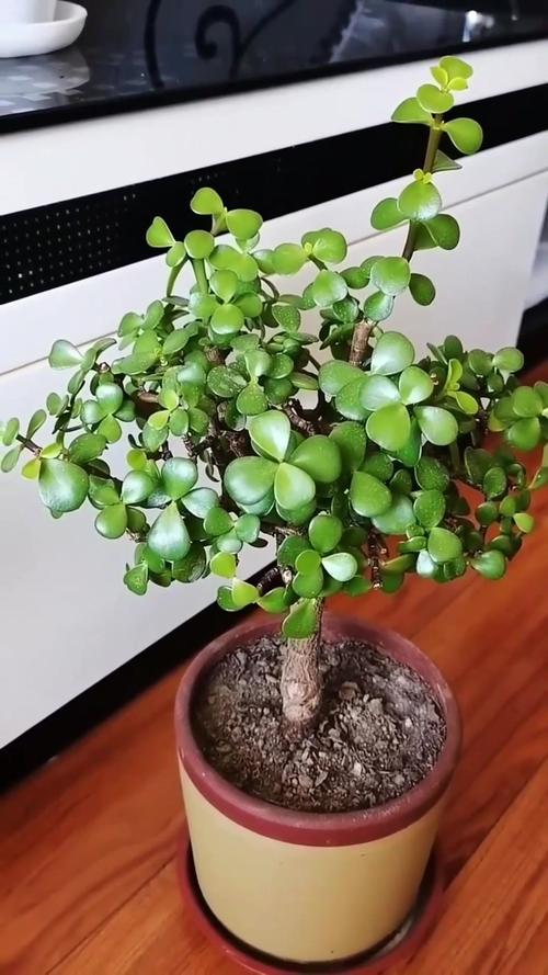 金枝玉叶喜欢水吗？金枝玉叶喜欢阳光吗?？-第2张图片-优品飞百科