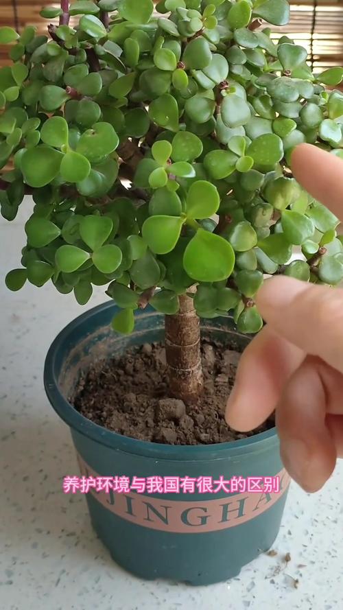 金枝玉叶喜欢水吗？金枝玉叶喜欢阳光吗?？-第3张图片-优品飞百科
