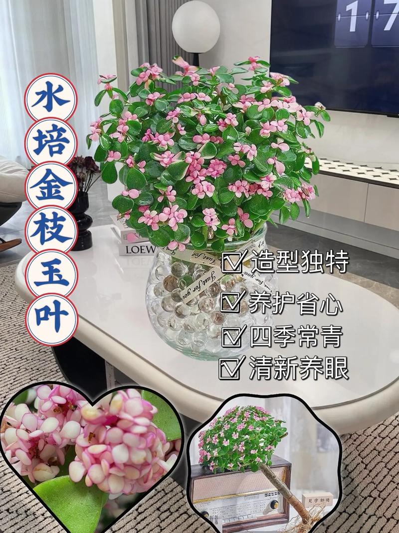 金枝玉叶喜欢水吗？金枝玉叶喜欢阳光吗?？-第4张图片-优品飞百科