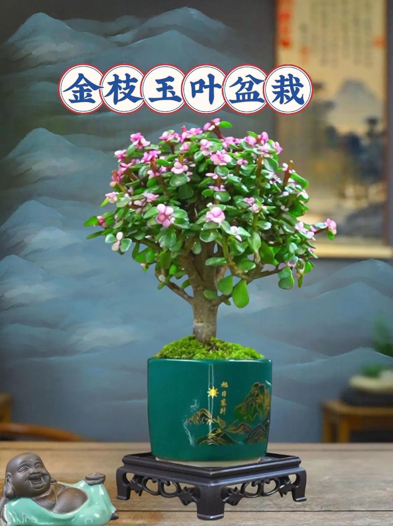 金枝玉叶喜欢水吗？金枝玉叶喜欢阳光吗?？-第5张图片-优品飞百科