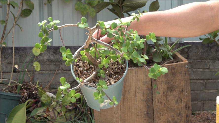 金枝玉叶喜欢水吗？金枝玉叶喜欢阳光吗?？-第6张图片-优品飞百科