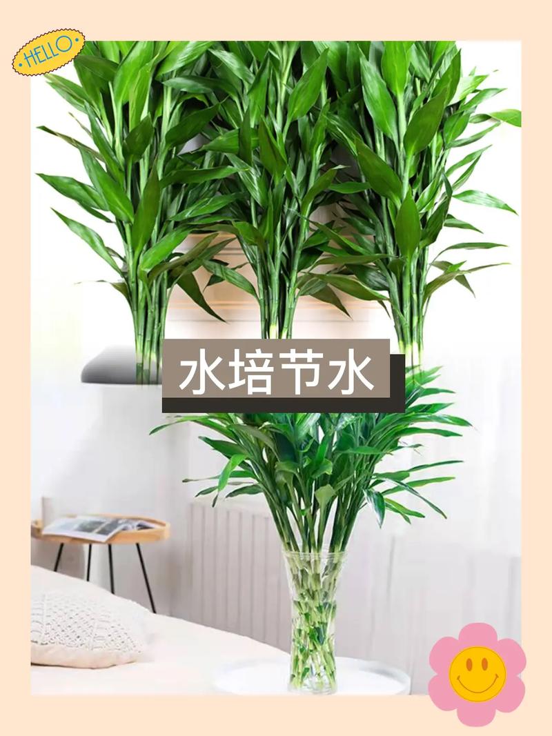 水培富贵竹可以放糖吗，水培富贵竹能用糖水吗？