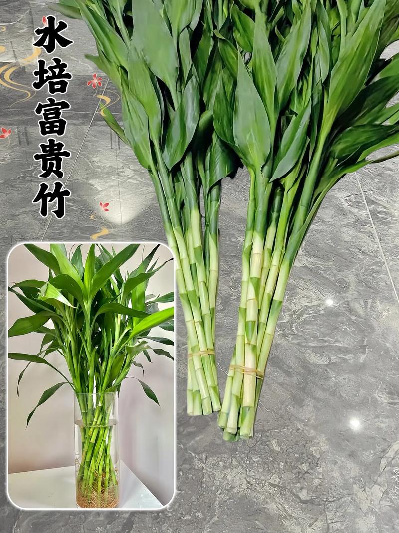 水培富贵竹可以放糖吗，水培富贵竹能用糖水吗？-第3张图片-优品飞百科