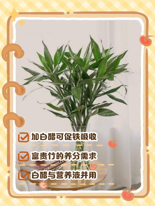 水培富贵竹可以放糖吗，水培富贵竹能用糖水吗？-第4张图片-优品飞百科