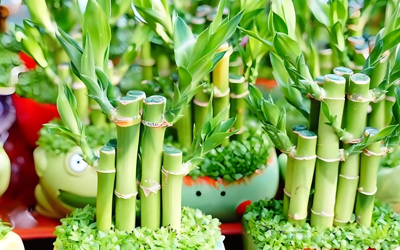 水培富贵竹可以放糖吗，水培富贵竹能用糖水吗？-第8张图片-优品飞百科