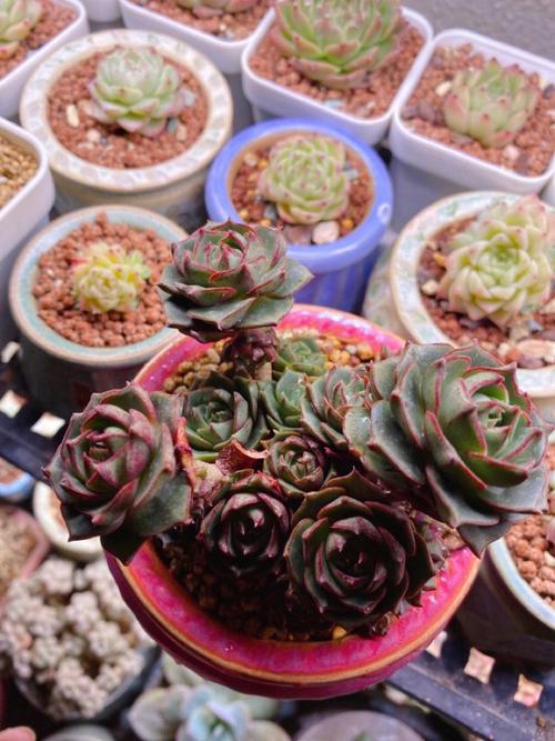 罗西玛多肉怎么养，罗西玛多肉容易爆盆吗