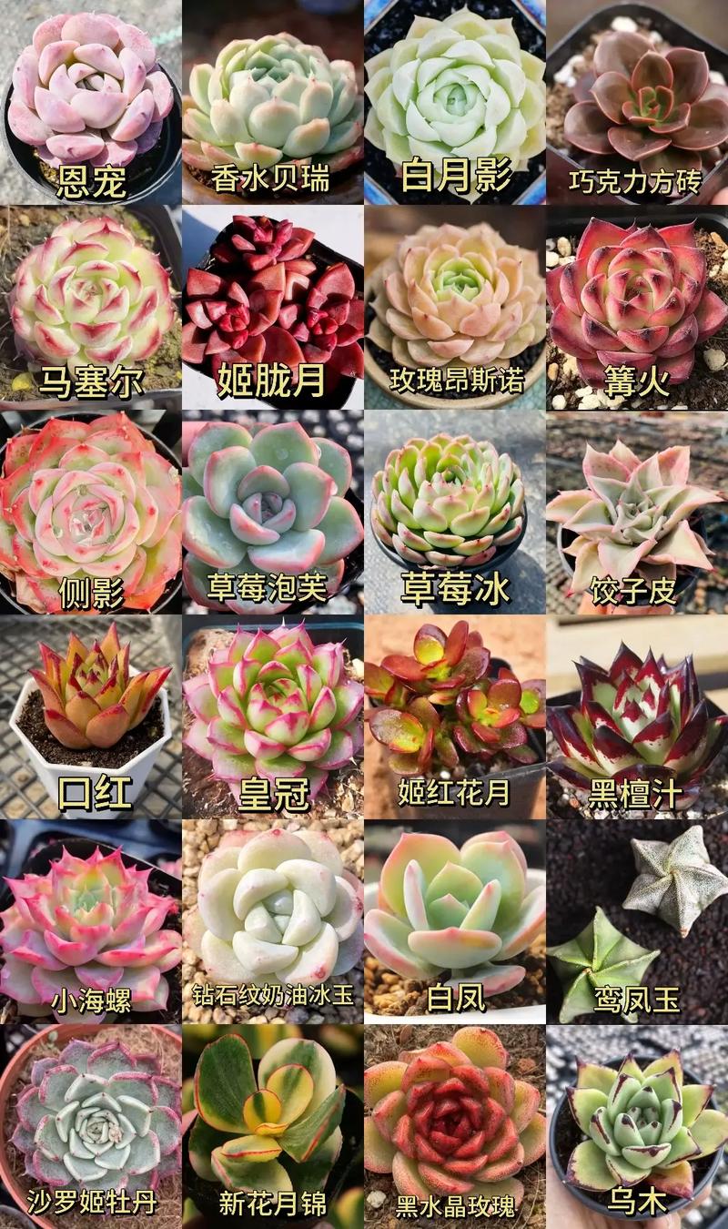 罗西玛多肉怎么养，罗西玛多肉容易爆盆吗-第2张图片-优品飞百科