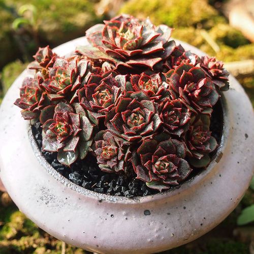 罗西玛多肉怎么养，罗西玛多肉容易爆盆吗-第4张图片-优品飞百科