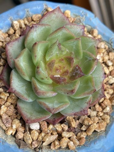 罗西玛多肉怎么养，罗西玛多肉容易爆盆吗-第5张图片-优品飞百科